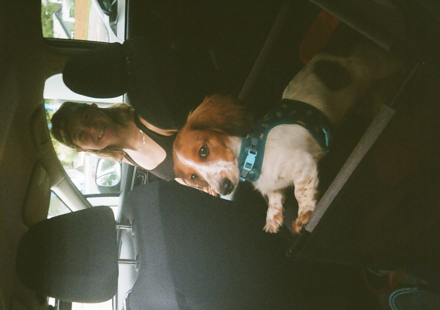 Our small dog in the backseat of our car