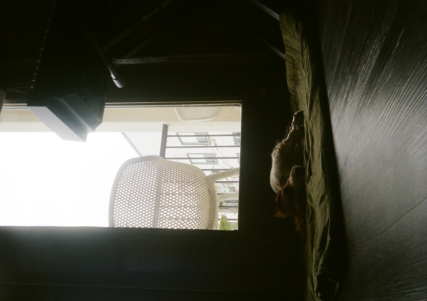 Our dog sleeping next to the window in our apartment